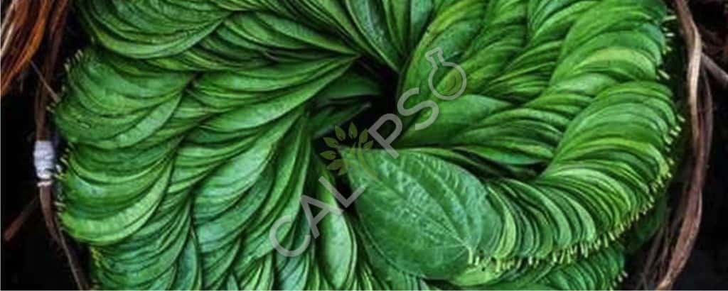 Comprar betel hoja natural esencial aceite
